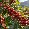 Etiyopya Sidamo görünüm 4